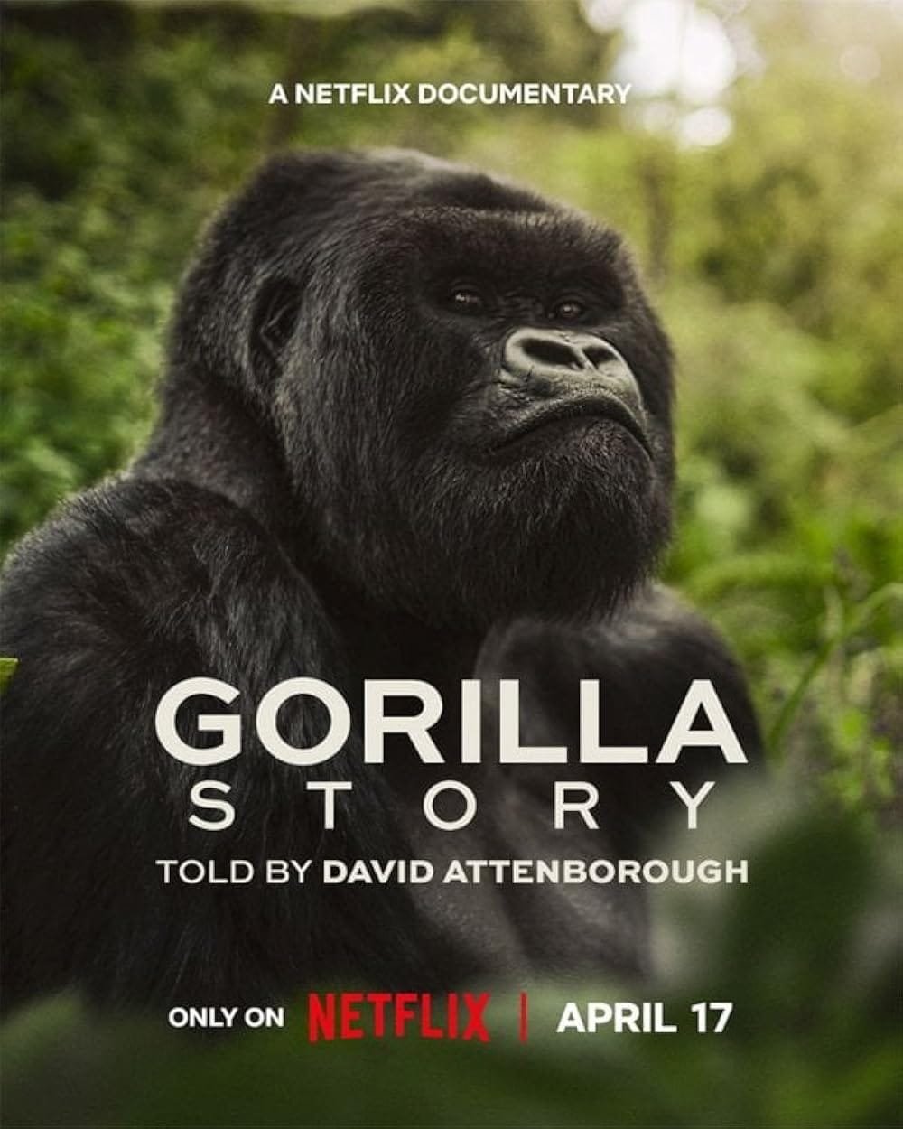 A Gorilla story: Told by David Attenborough
